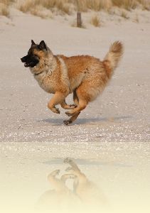 Eurasiertreffen auf Usedom